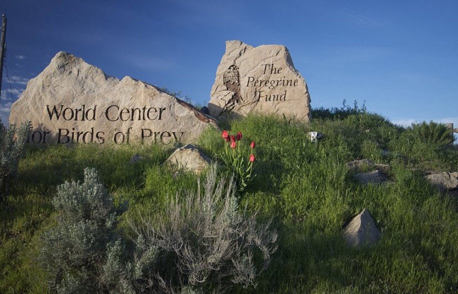 The Peregrine Fund's World Center For Birds of Prey